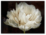 Cora Niele 'Double White Tulip' Canvas Art