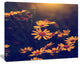 Vintage White Wild Flowers and Bee, Large Floral Canvas Art Print, 60"x28"