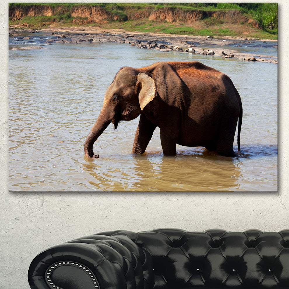 Elephant in Water in Sri Lanka, Extra Large African Canvas Art Print, 40"x30"