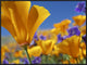 California Poppy Flowers, Antelope Valley, California, 32"x24"