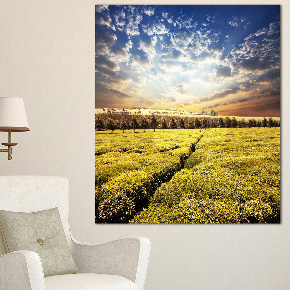 Tea Plantation under Cloudy Sky, Landscape Wall Art on Canvas, 30"x40"