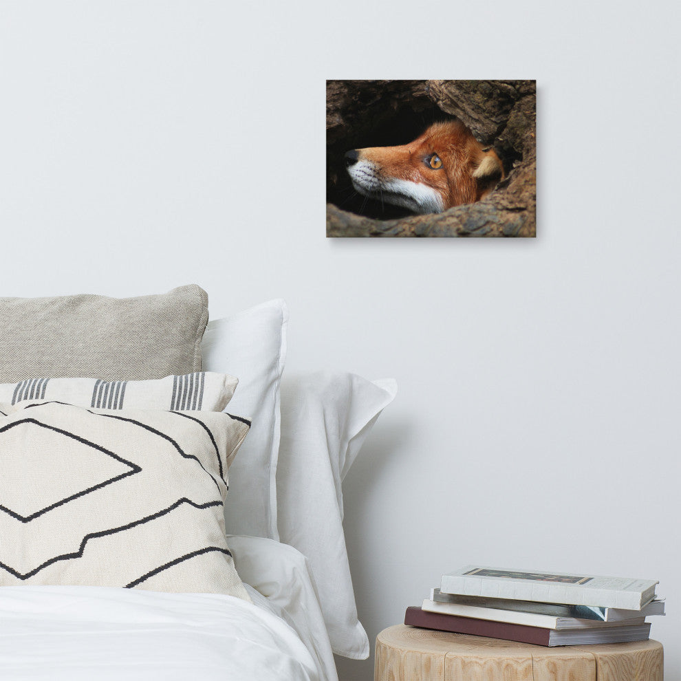 Red Fox Face in Stump Animal Wildlife Nature Photograph Canvas Wall Art Prints, 12" X 16"