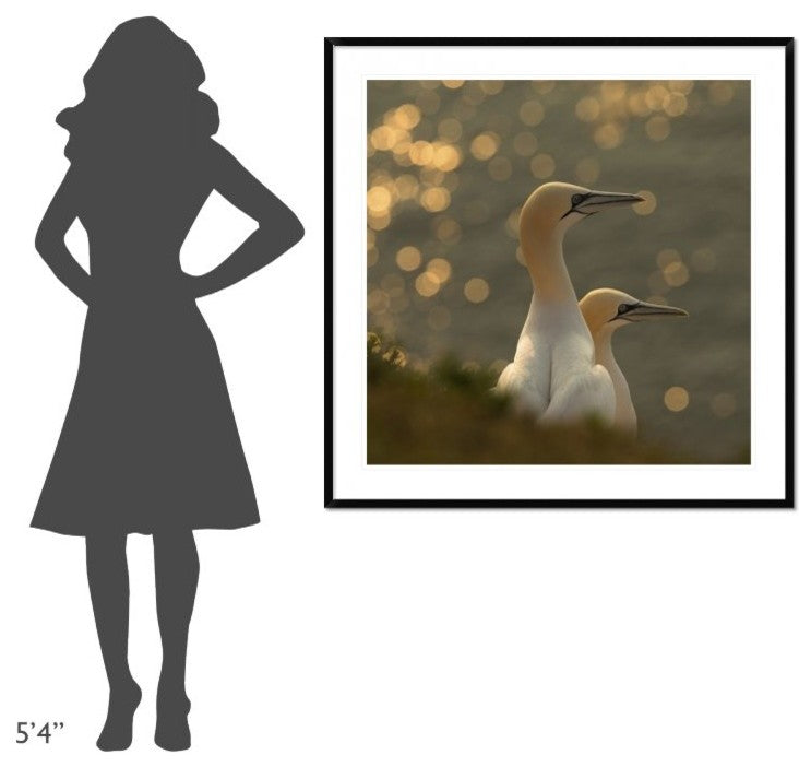 "Gannets In Sunset" Framed Digital Print by Karen Kolbeck, 44x44"