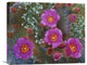 "Beavertail Cactus flowering, Arizona" Canvas Giclee by Tim Fitzharris, 22"x18"
