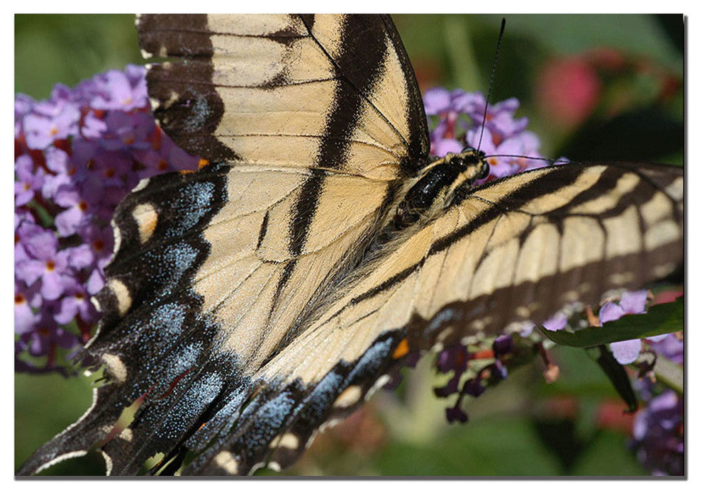 ''Mariposa'' Canvas Art by Kurt Shaffer