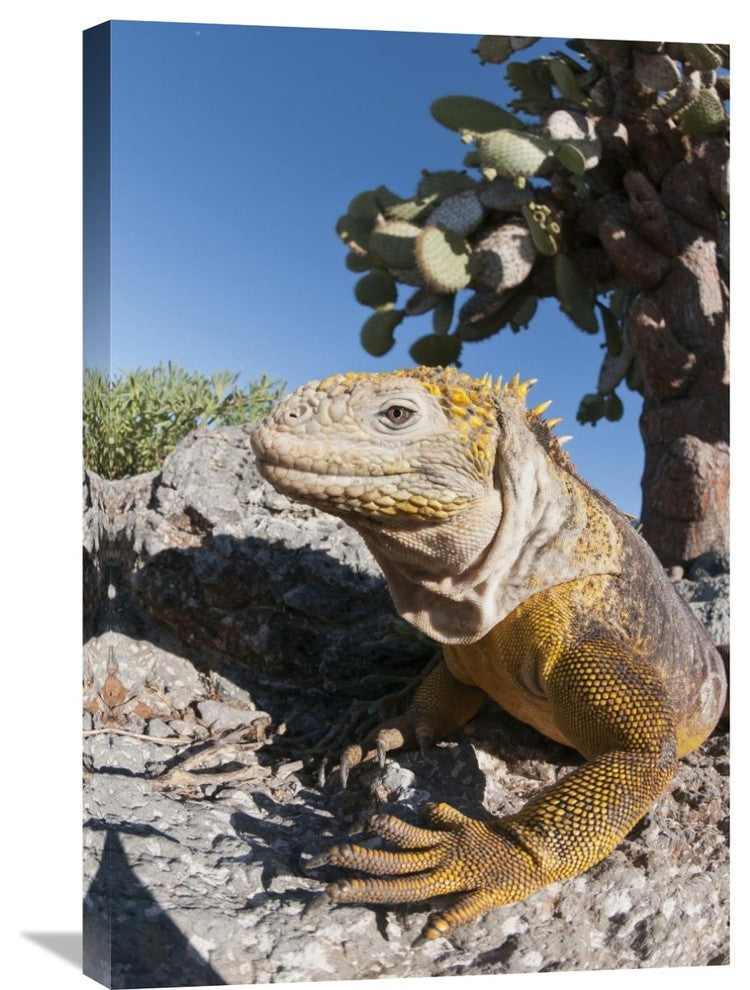 "Galapagos Land Iguana Basking, Galapagos Islands, Ecuador" Artwork, 20" x 30"