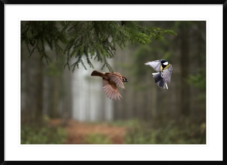 "Two" Framed Digital Print by Peter Bognar, 44x32"
