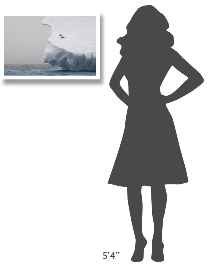 "Adelie Penguin on edge of iceberg, Paulet Island" Paper Art, 26"x18"