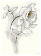 "Carols Roses III Soft Gray" Digital Paper Print by Shirley Novak, 18"x22"