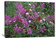 "Fireweed Asters And Paintbrush , North America" Artwork, 40" x 30"