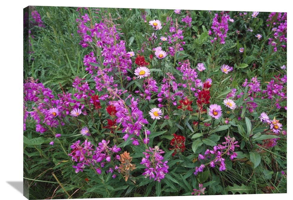 "Fireweed Asters And Paintbrush , North America" Artwork, 40" x 30"