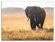Elephant Landscape 40x30 Canvas
