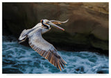 Chris Moyer 'Pelican Flight' Canvas Art, 47"x30"