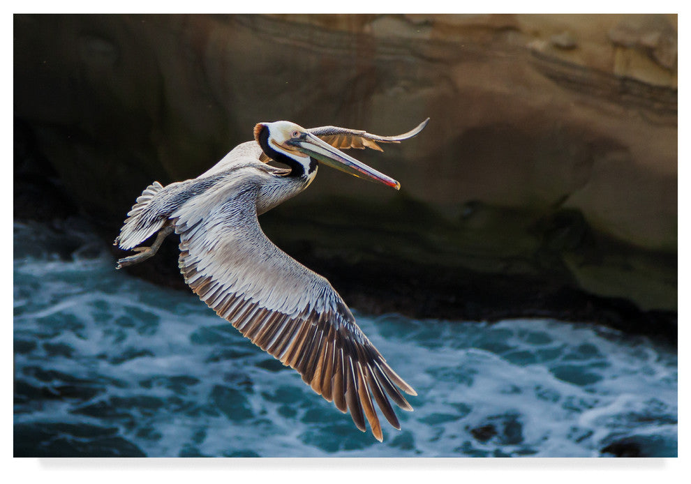 Chris Moyer 'Pelican Flight' Canvas Art, 47"x30"