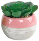 Succulent In Two Tone Lines Pattern Ceramic Pot ,Pink