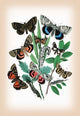 Moths: Catephia Alchymista, Catocala Nupta, Et Al- Gallery Wrapped Canvas Art