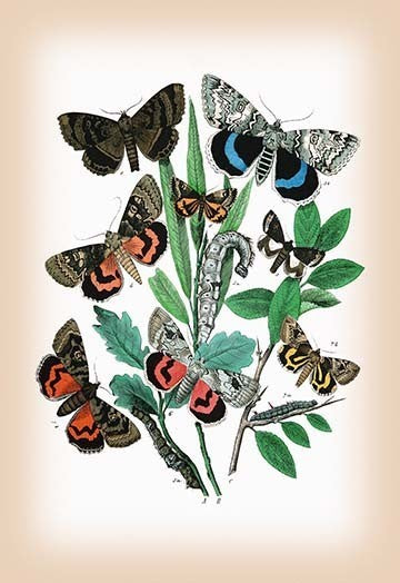 Moths: Catephia Alchymista, Catocala Nupta, Et Al- Gallery Wrapped Canvas Art