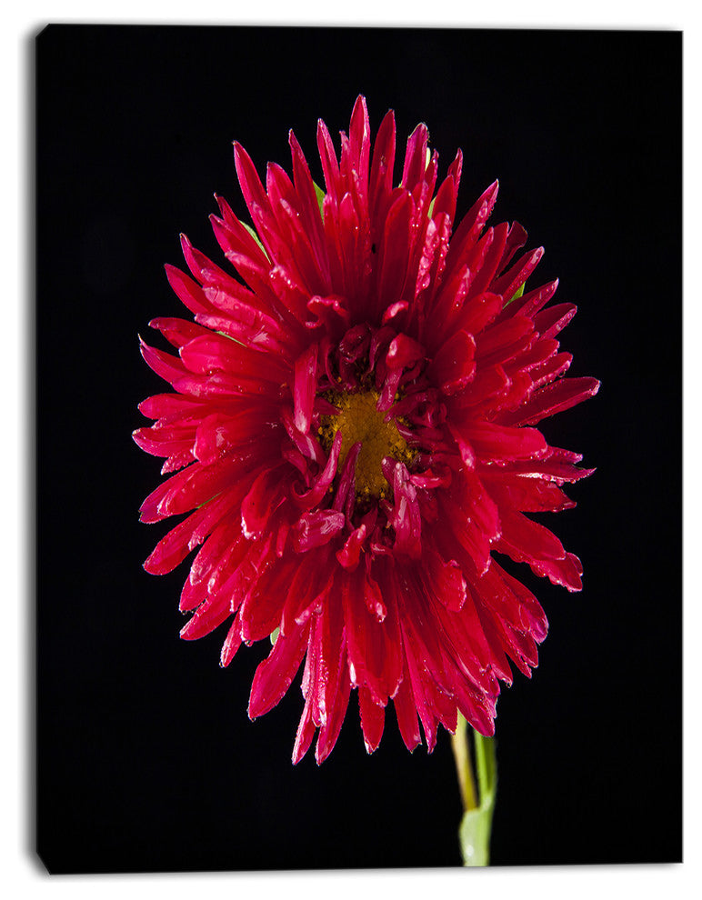 Chrysanthemum Flower on Black, Flowers Canvas Wall Artwork, 30"x40"