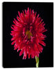 Chrysanthemum Flower on Black, Flowers Canvas Wall Artwork, 30"x40"