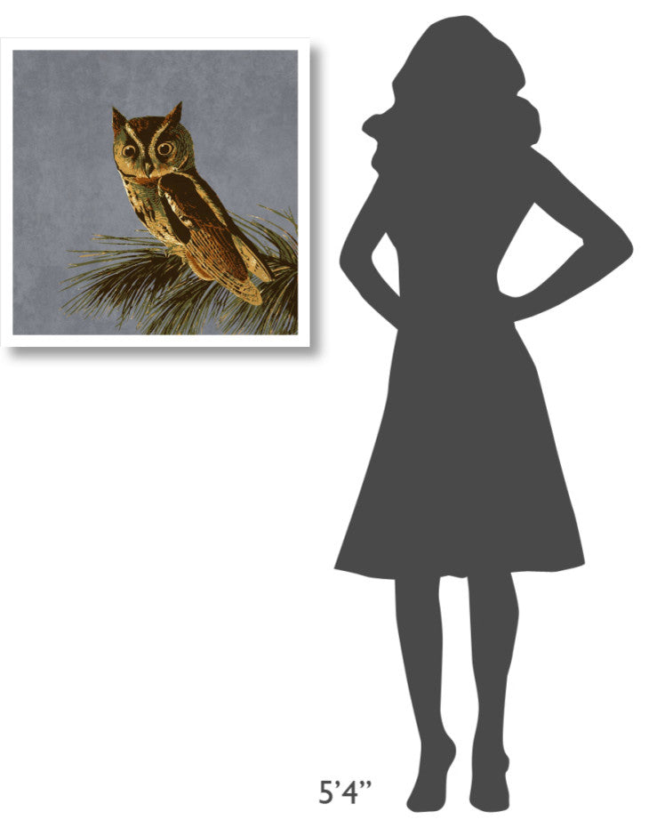"Audubon Decor - Little Screech Owl Detail" Paper Print by BG.Studio, 26"x26"