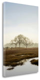 "Oak Tree - 66" By Alan Blaustein, Giclee Print on Gallery Wrap Canvas