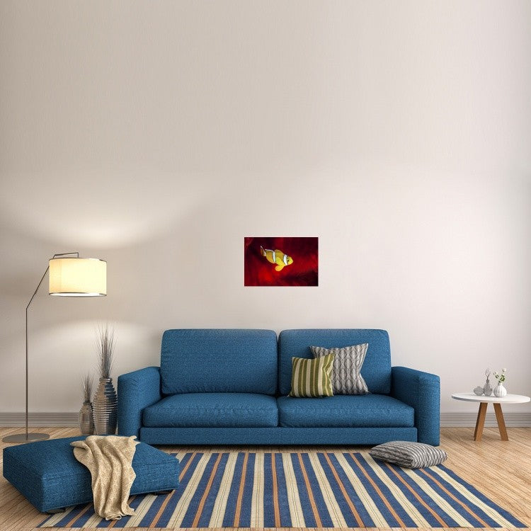 "Clownfish" Stretched Canvas Giclee by Barathieu Gabriel, 24"x16"