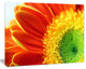 Gerber Daisy Flower Petals, Floral Canvas Art Print, 20"x12"