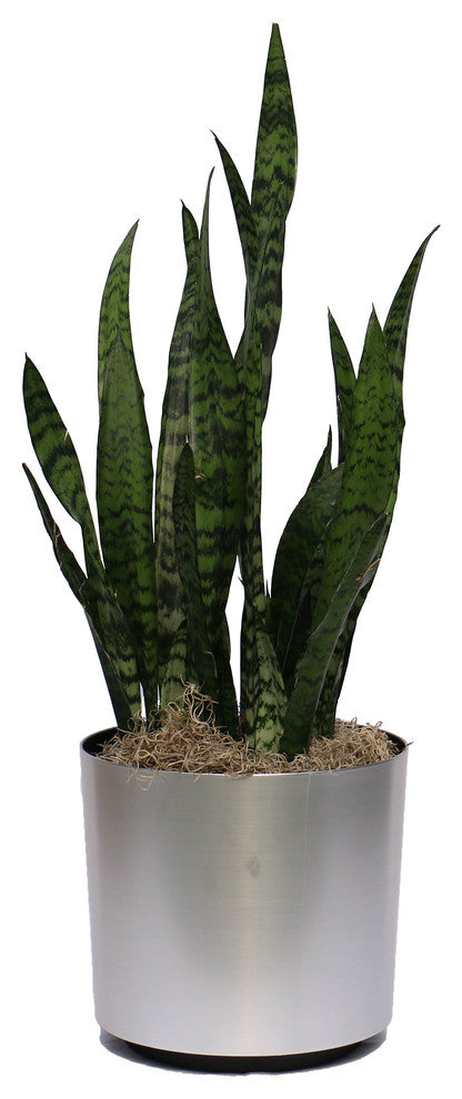 Live 3' Sanseveria 'Zeylanica' Package, Chrome