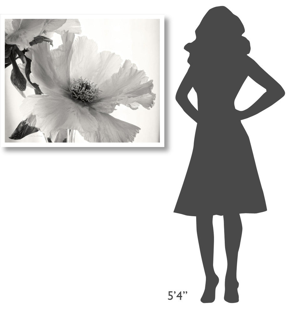"Translucent Peony VI - BW" Digital Paper Print by Debra Van Swearingen, 37"x30"