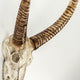 Goat Skull Wall Decor
