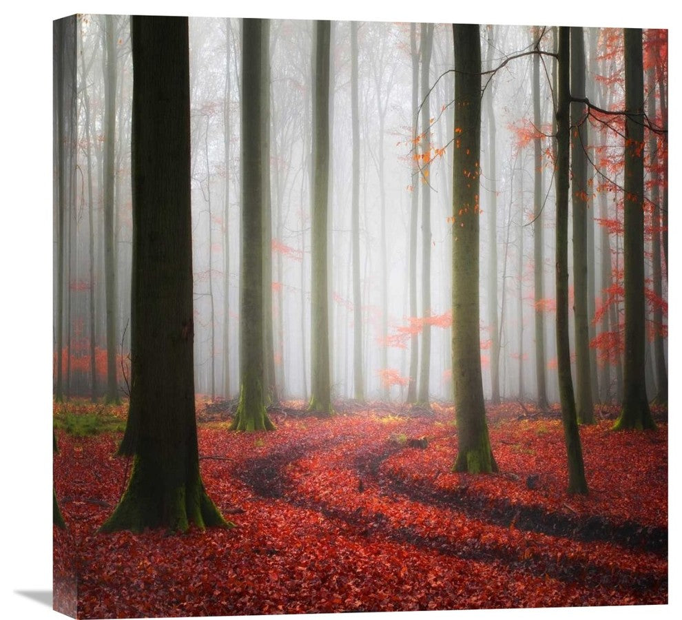 "Autumnal Tracks" Stretched Canvas Giclee by Carsten Meyerdierks, 22"x22"