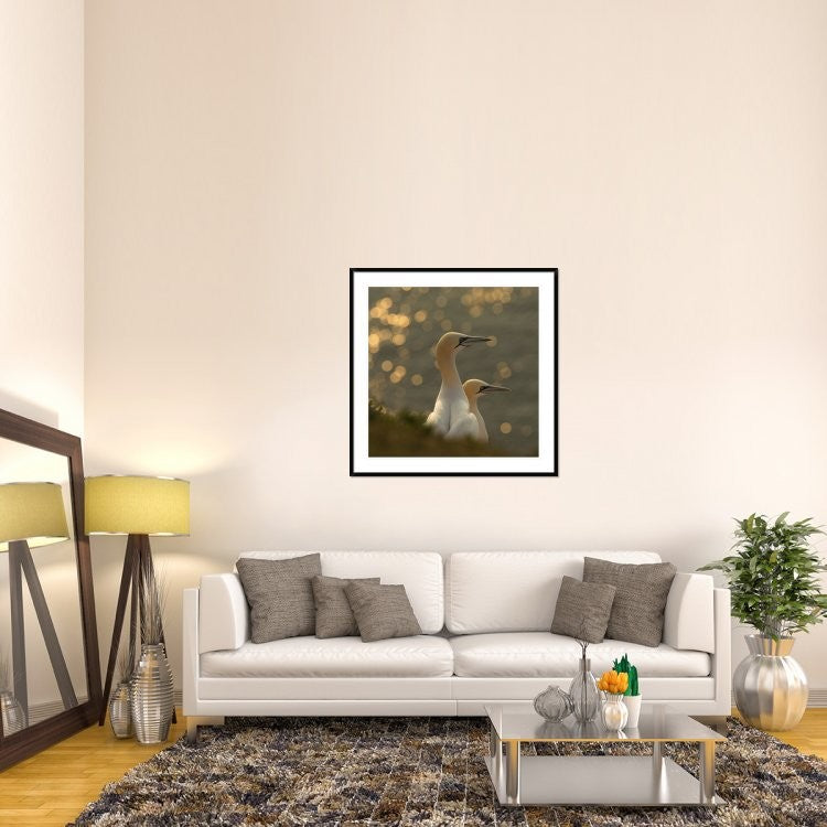 "Gannets In Sunset" Framed Digital Print by Karen Kolbeck, 44x44"