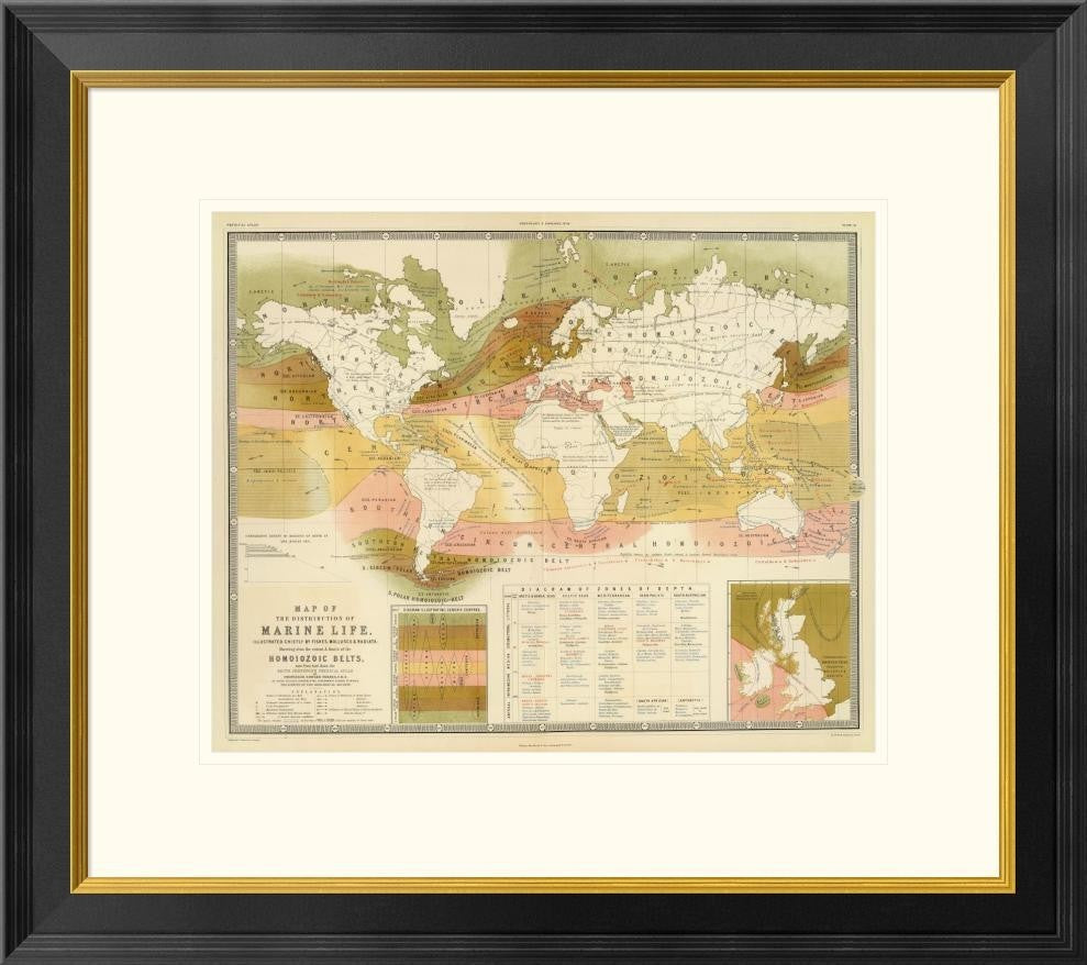 "Marine life, 1854" Framed Digital Print by Edward Forbes, 26x23"