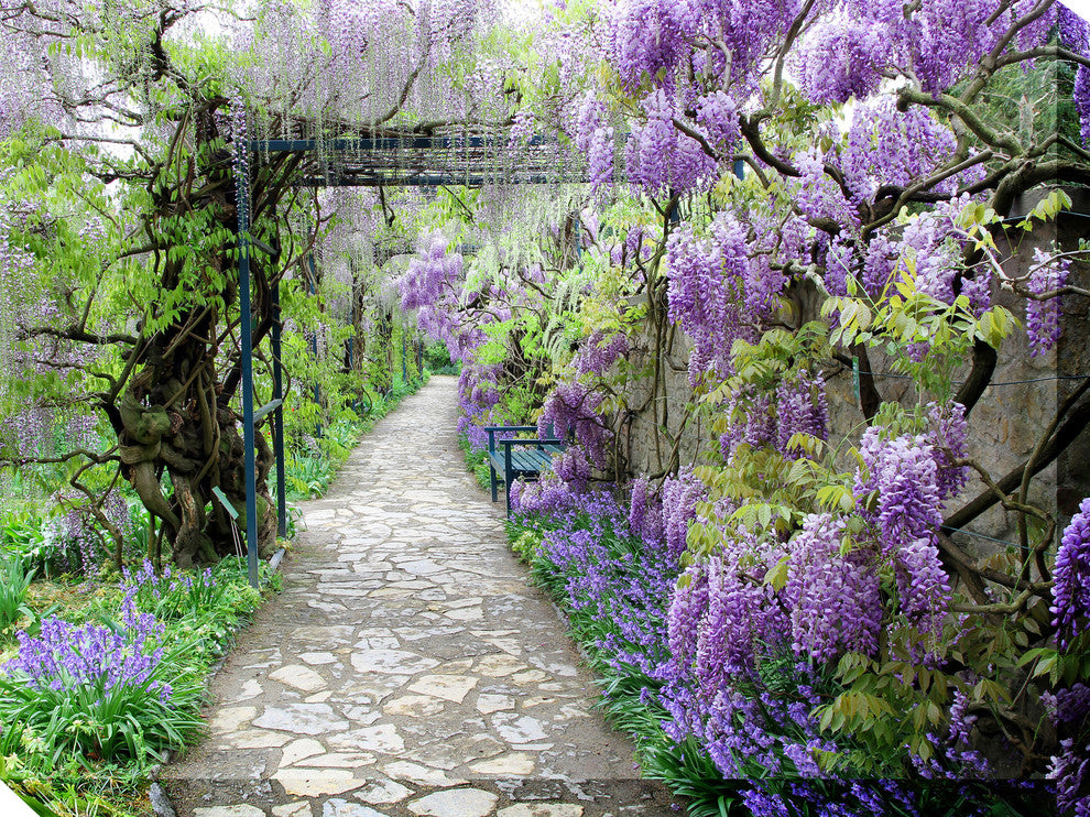 Wisteria Path Outdoor Art, 40x30