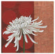 "Morning Chrysanthemum II" Digital Paper Print by Kathrine Lovell, 20"x20"