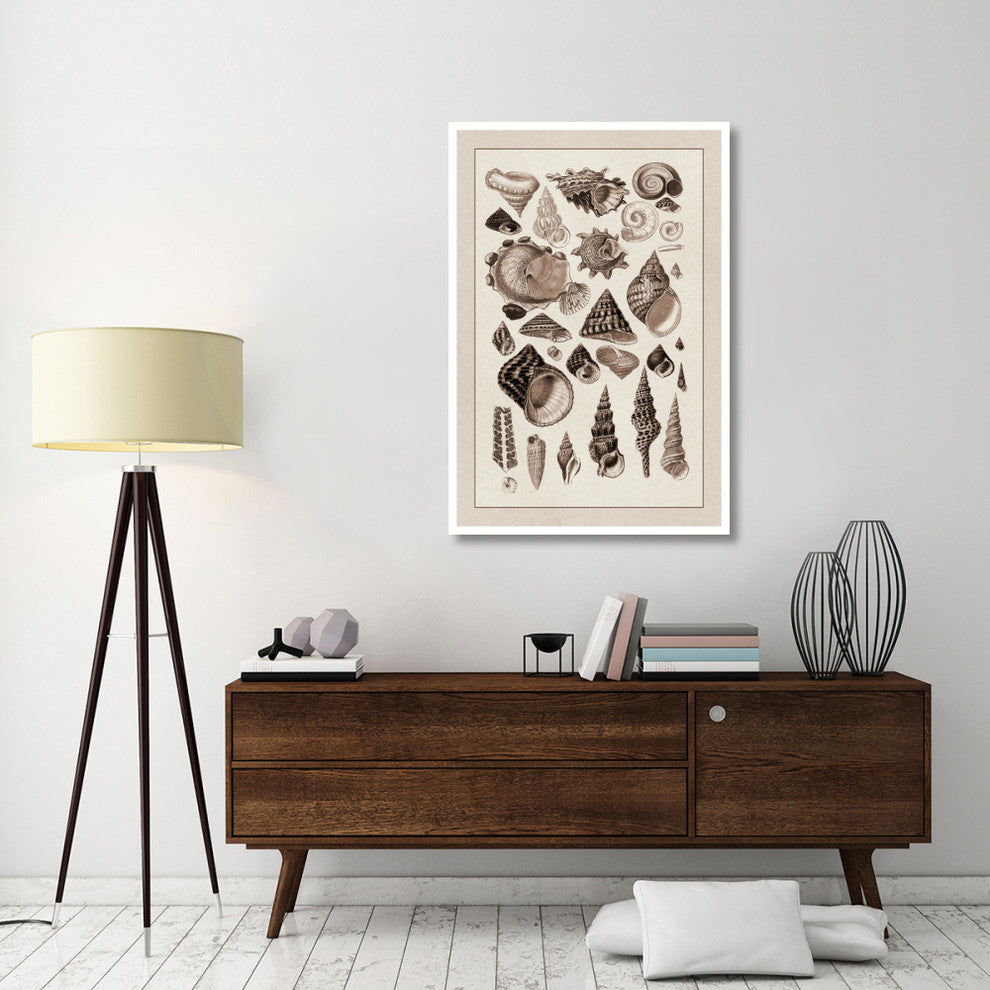 "Shells: Trachelipoda #3 (Sepia)" Digital Paper Print by G.B. Sowerby, 34"x50"