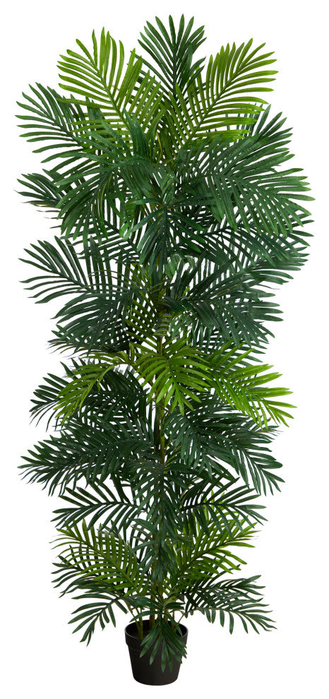 Product on plain white background; full plant and pot visible.