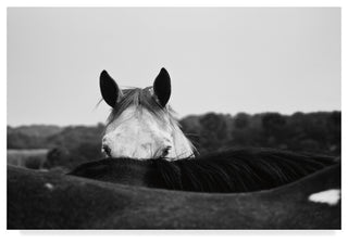 Aledanda 'Flirt White Horse' Canvas Art