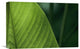 "Leaf With Water Drops, Barro Colorado Island, Panama" Artwork, 18" x 12"