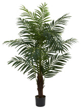 5' Areca Palm Tree