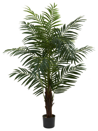 5' Areca Palm Tree