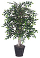 4' Mini Ficus Bush