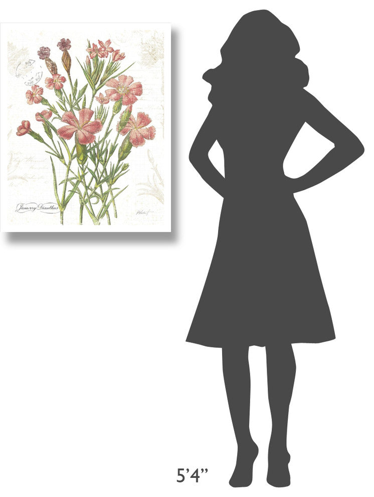 "January Dianthus on White" Digital Paper Print by Katie Pertiet, 24"x30"