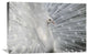 "As White As Snow" Stretched Canvas Giclee by Victoria Ivanova, 30"x20"