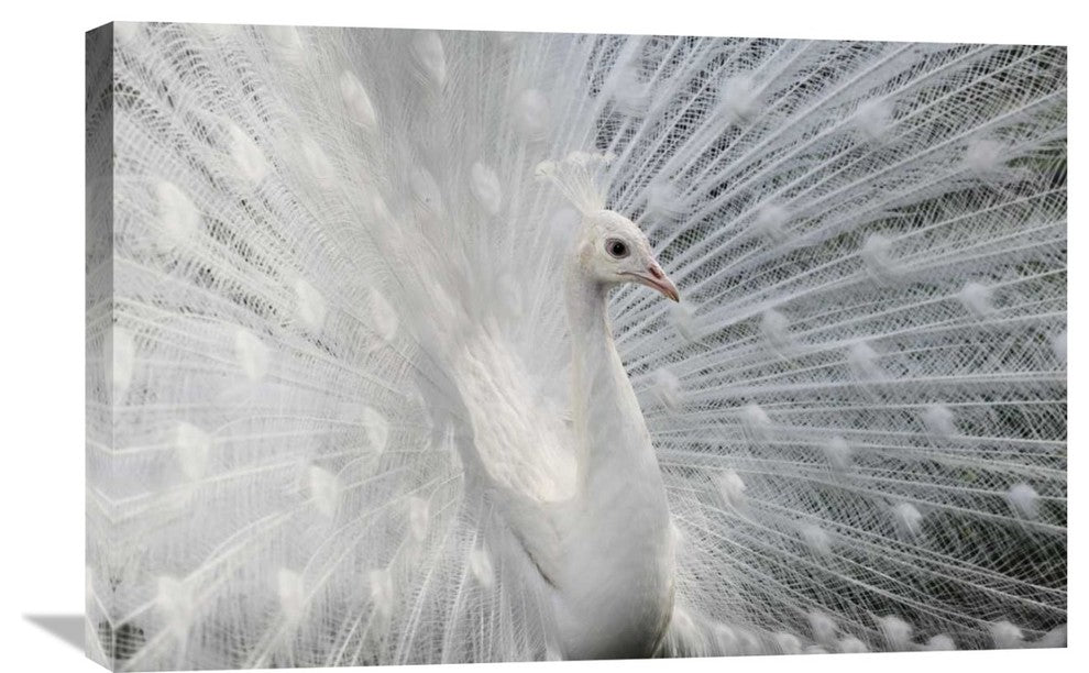 "As White As Snow" Stretched Canvas Giclee by Victoria Ivanova, 30"x20"