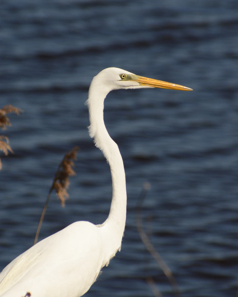 Great White Egret Wildlife Photography Unframed Wall Art Print, 12" X 18"