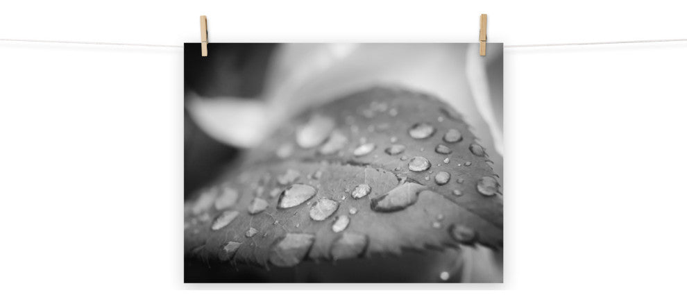 Dew on Leaf of Rose Plant Black & White Botanical Unframed Wall Art Print, 18" X 24"