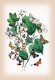 Moths: Venilia Macularia, Thamnonoma Piniaria, Et Al