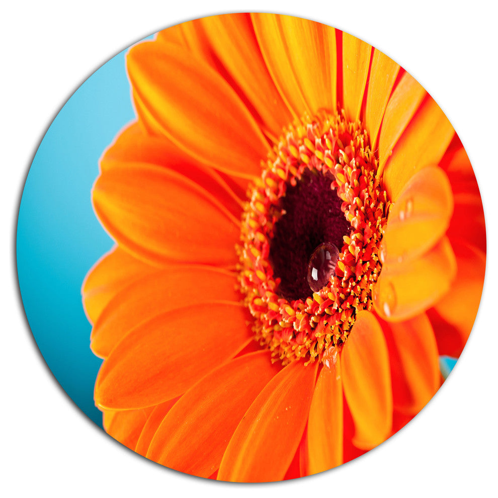 Orange Daisy Gerbera Flower Close-Up, Flowers Round Wall Art, 11"