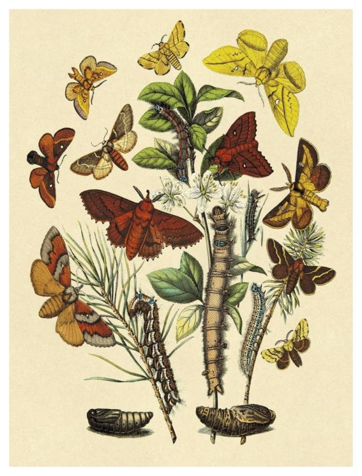 "Moths: G. Quercifolia, L. Potatoria, et al." Print by W. F. Kirby, 26"x34"